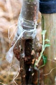 Grafted Stem Grafted Apple Root Stock