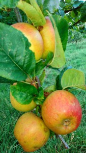 Apple Branch apple branch orchard