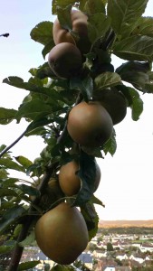 Apple Branch 2 Apple Branch