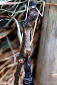 grafted stem