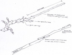 Scion Wood for grafting. .